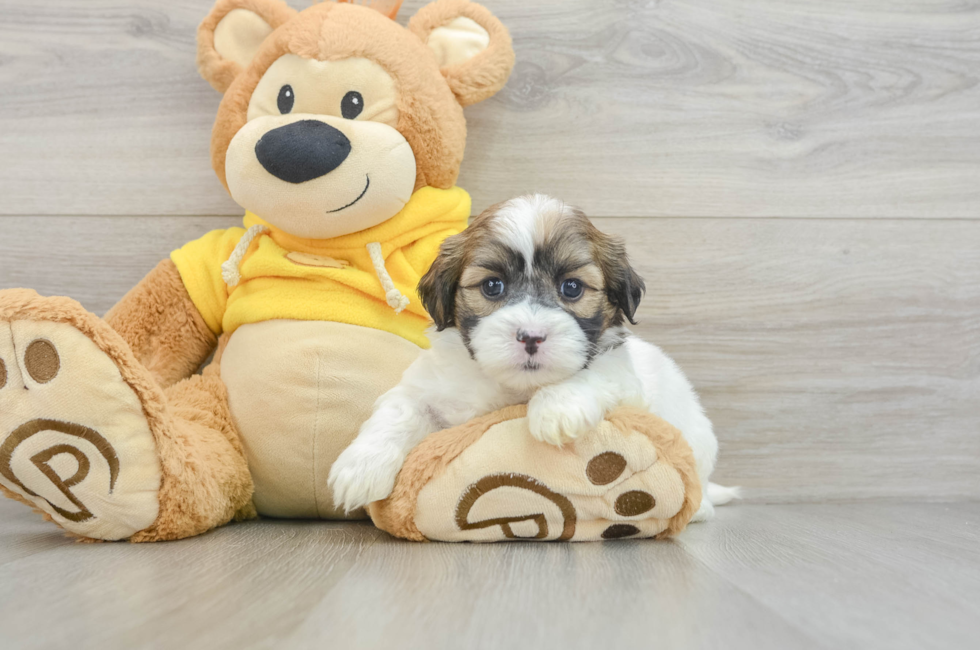 6 week old Teddy Bear Puppy For Sale - Simply Southern Pups