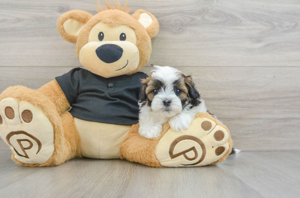 5 week old Teddy Bear Puppy For Sale - Simply Southern Pups