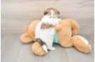 Teddy Bear Puppy for Adoption