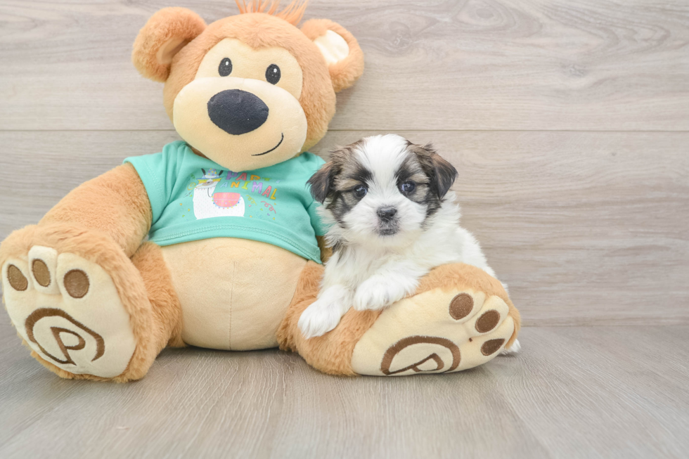 Playful Shit Designer Puppy