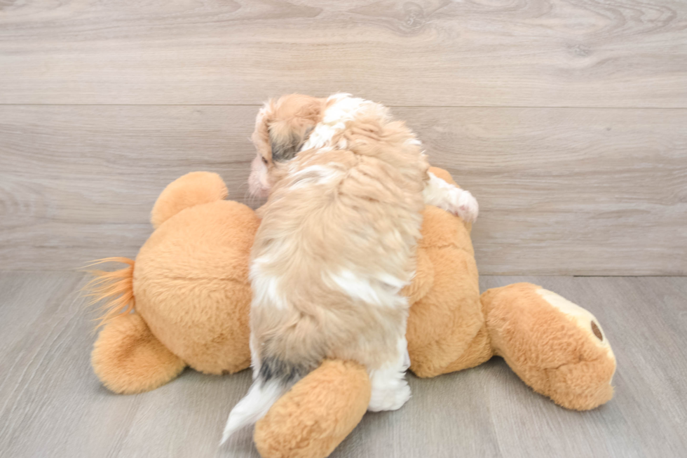 Teddy Bear Puppy for Adoption