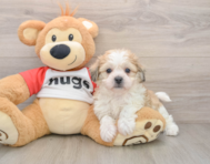 5 week old Teddy Bear Puppy For Sale - Simply Southern Pups