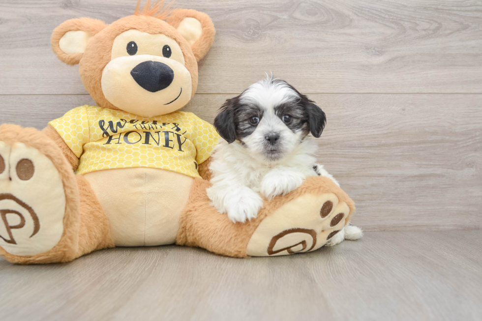 Popular Teddy Bear Designer Pup