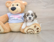 6 week old Teddy Bear Puppy For Sale - Simply Southern Pups