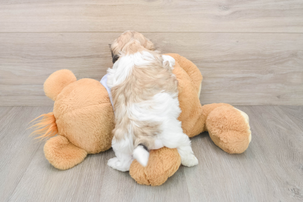 Happy Teddy Bear Baby