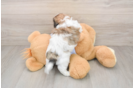 Best Teddy Bear Baby