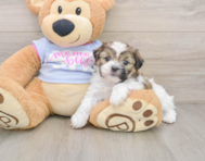 7 week old Teddy Bear Puppy For Sale - Simply Southern Pups