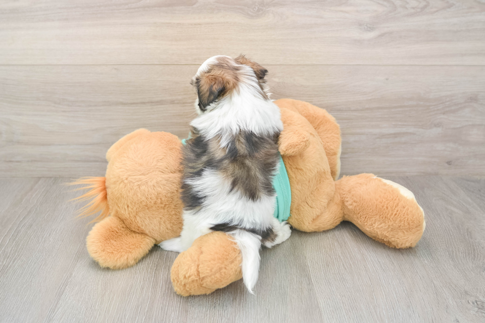 Teddy Bear Puppy for Adoption