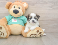 6 week old Teddy Bear Puppy For Sale - Simply Southern Pups