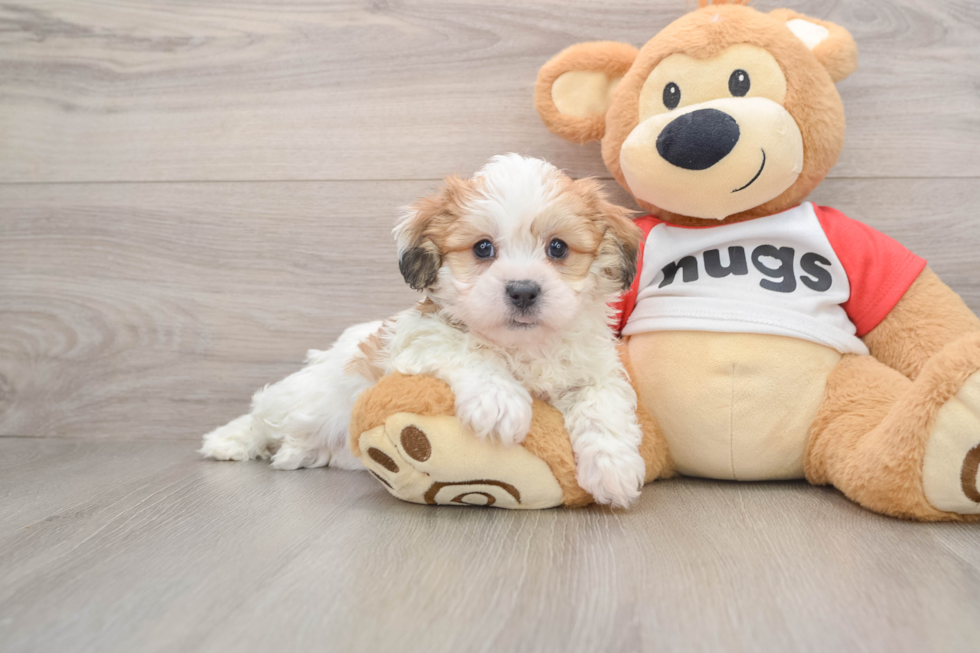 Teddy Bear Puppy for Adoption