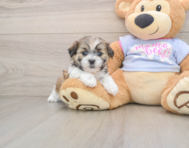 7 week old Teddy Bear Puppy For Sale - Simply Southern Pups