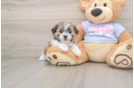 Teddy Bear Pup Being Cute