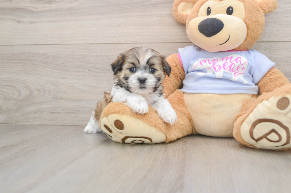 Teddy Bear Pup Being Cute