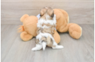 Sweet Teddy Bear Baby