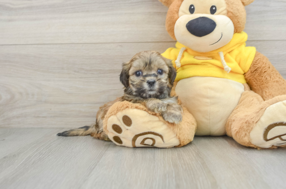 6 week old Teddy Bear Puppy For Sale - Simply Southern Pups