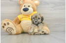 Smart Teddy Bear Designer Pup