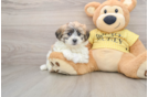 Funny Teddy Bear Designer Pup