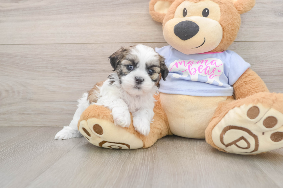 Teddy Bear Pup Being Cute