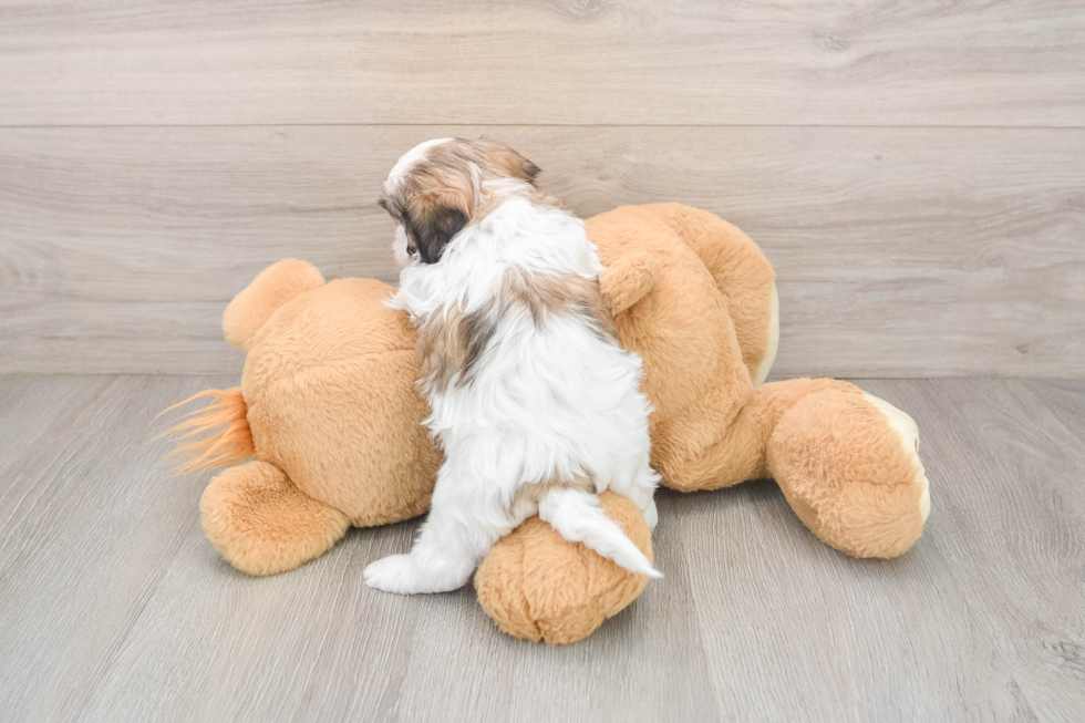 Sweet Teddy Bear Baby
