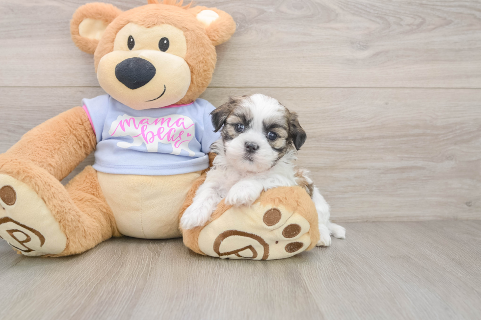Popular Teddy Bear Designer Pup
