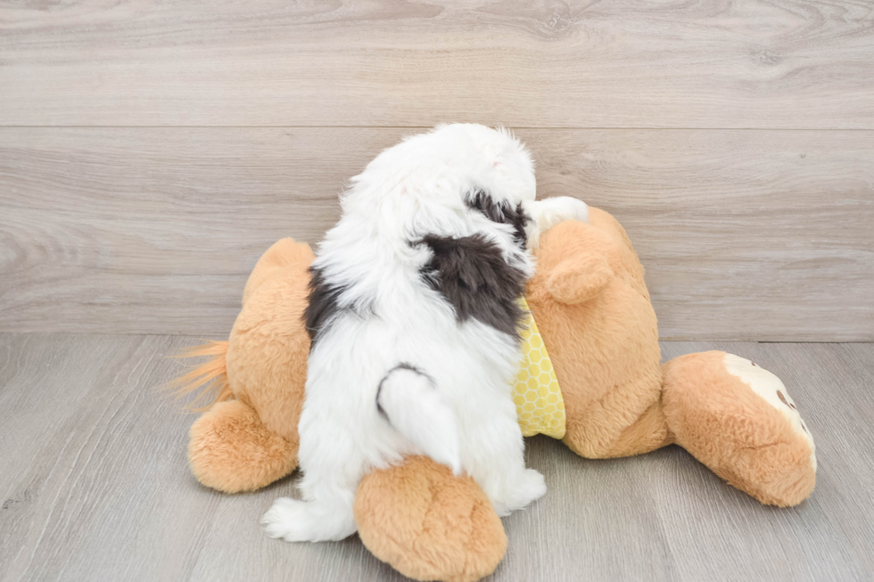 Small Teddy Bear Baby