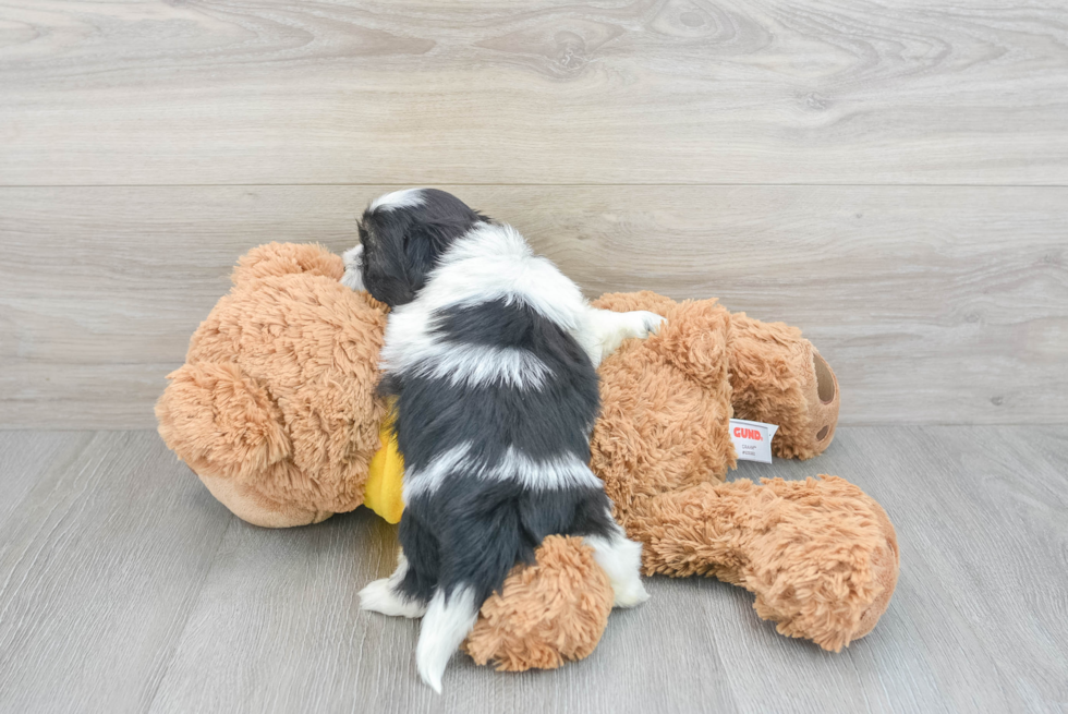 Happy Teddy Bear Baby