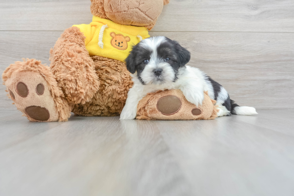 Sweet Teddy Bear Baby