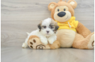 Teddy Bear Puppy for Adoption