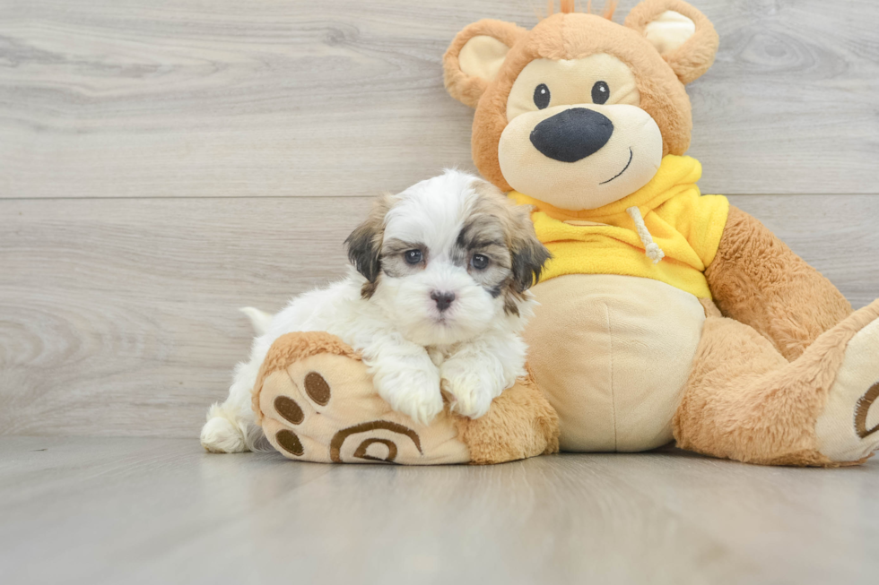 Teddy Bear Puppy for Adoption