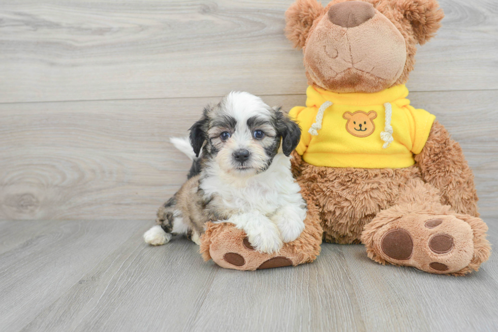 Teddy Bear Puppy for Adoption