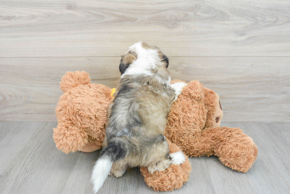 Best Teddy Bear Baby