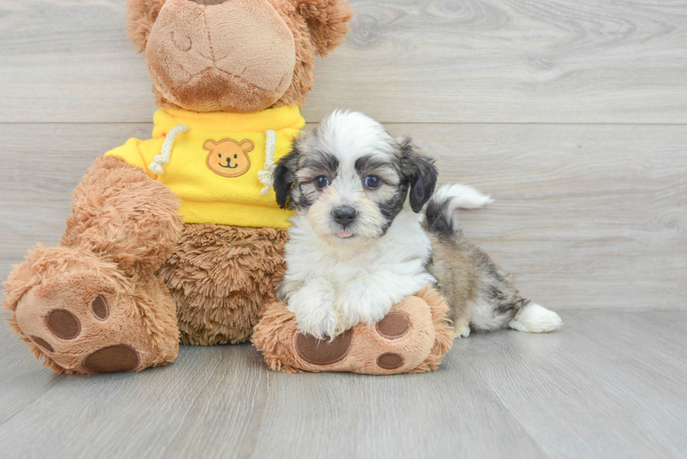 Hypoallergenic Shit Designer Puppy