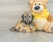 8 week old Teddy Bear Puppy For Sale - Simply Southern Pups