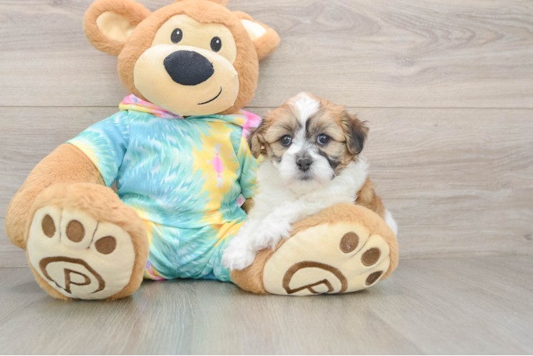 Teddy Bear Pup Being Cute