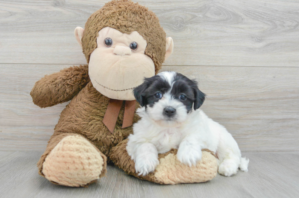 6 week old Teddy Bear Puppy For Sale - Simply Southern Pups