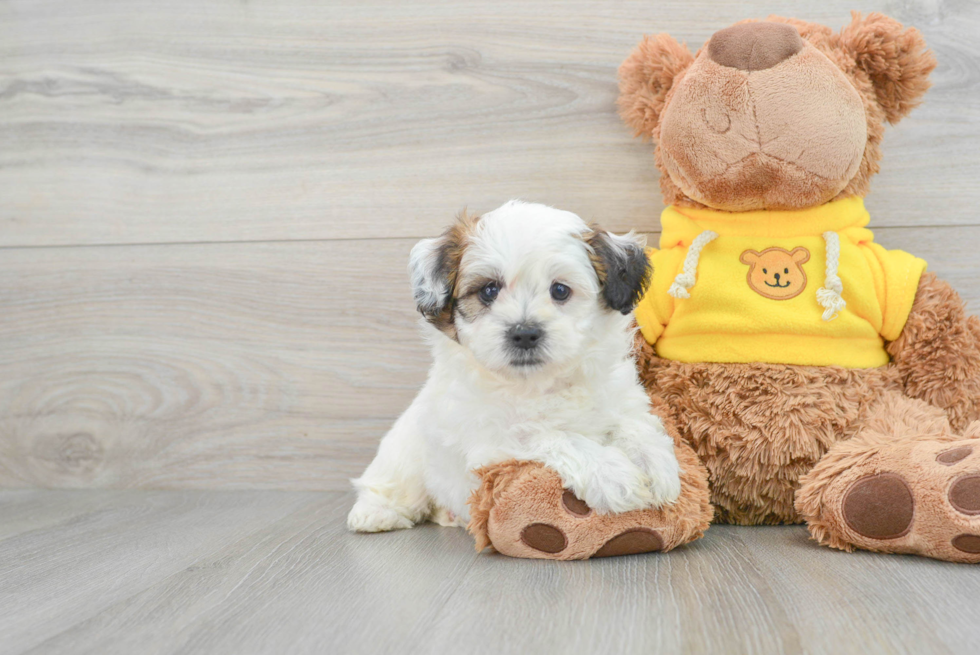 Popular Teddy Bear Designer Pup