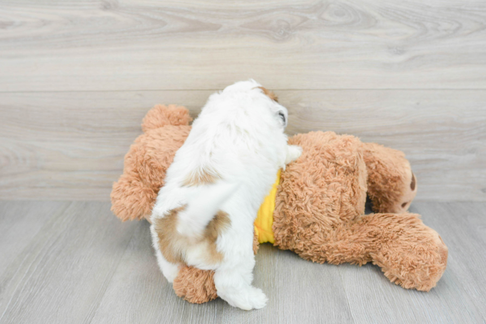 Teddy Bear Puppy for Adoption