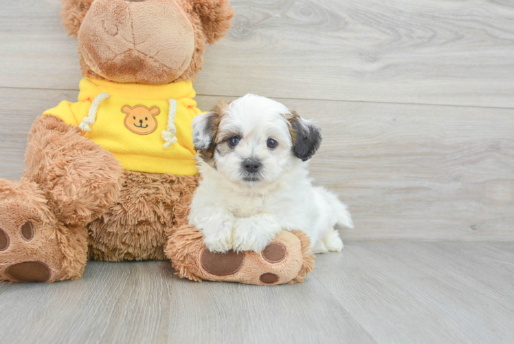 Teddy Bear Pup Being Cute