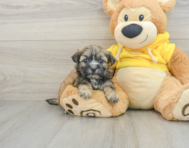 8 week old Teddy Bear Puppy For Sale - Simply Southern Pups