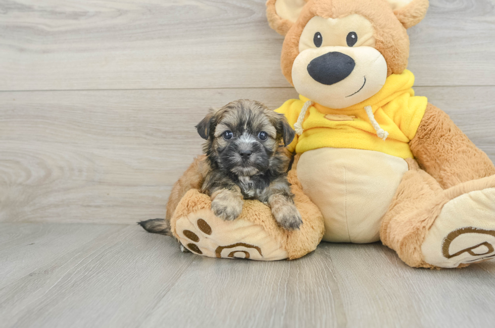 6 week old Teddy Bear Puppy For Sale - Simply Southern Pups