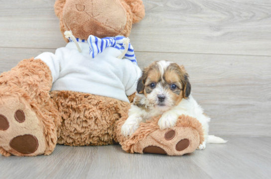 Teddy Bear Puppy for Adoption