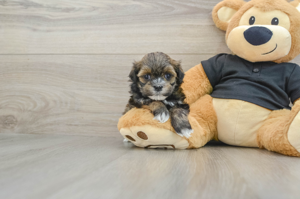 5 week old Teddy Bear Puppy For Sale - Simply Southern Pups