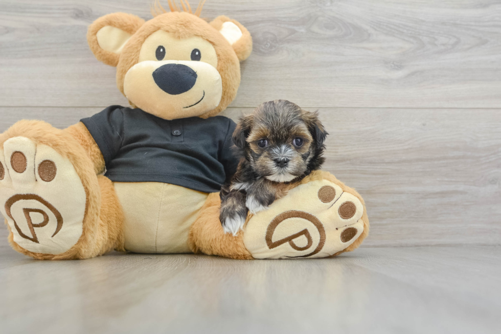 Popular Teddy Bear Designer Pup