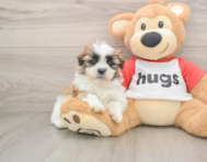 5 week old Teddy Bear Puppy For Sale - Simply Southern Pups
