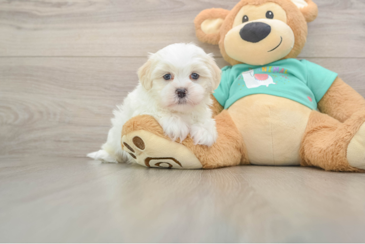 Cute Teddy Bear Baby