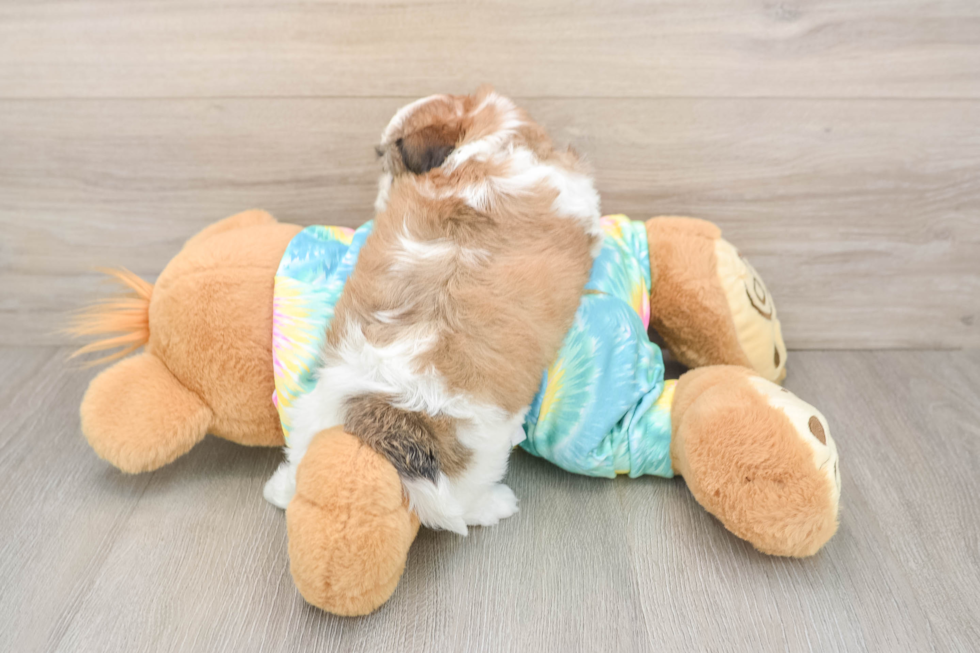 Best Teddy Bear Baby