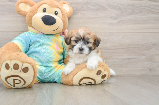 Best Teddy Bear Baby