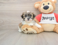 5 week old Teddy Bear Puppy For Sale - Simply Southern Pups