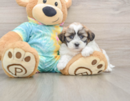 7 week old Teddy Bear Puppy For Sale - Simply Southern Pups