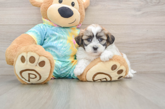 Teddy Bear Puppy for Adoption